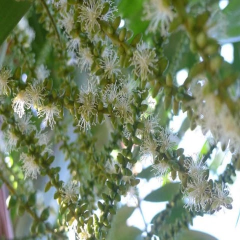 Palm Tree, Show Time