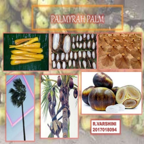 Palmyrah palm | PPTX