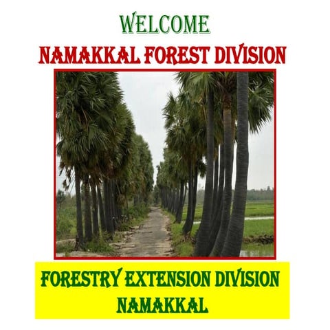 Production Technology of Palmyrah (Borassus flabellifer L) | PDF
