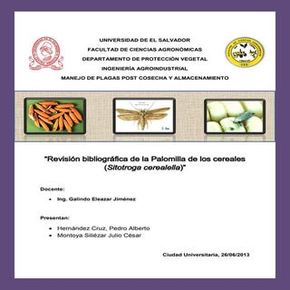 Palomilla de los cereales (Sitotrog...