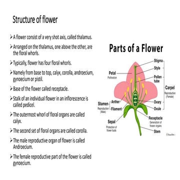 Pollen wall Structure and Male Germ Unit in Plants | PDF