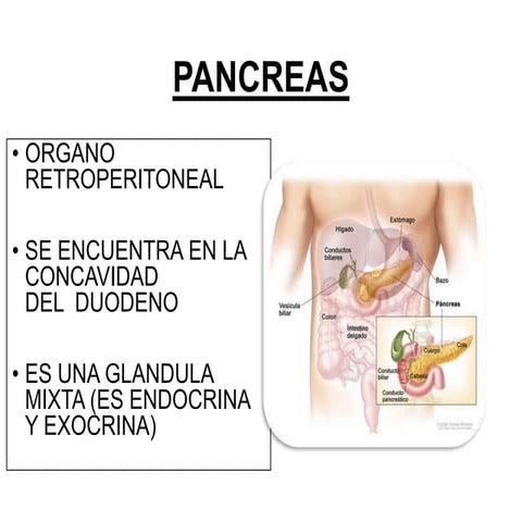 Diapositivas  de    Páncreas  con enfoque en su  Histología 