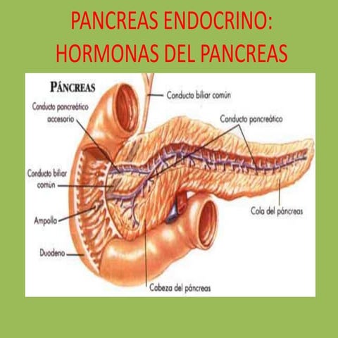 Pancreas endocrino