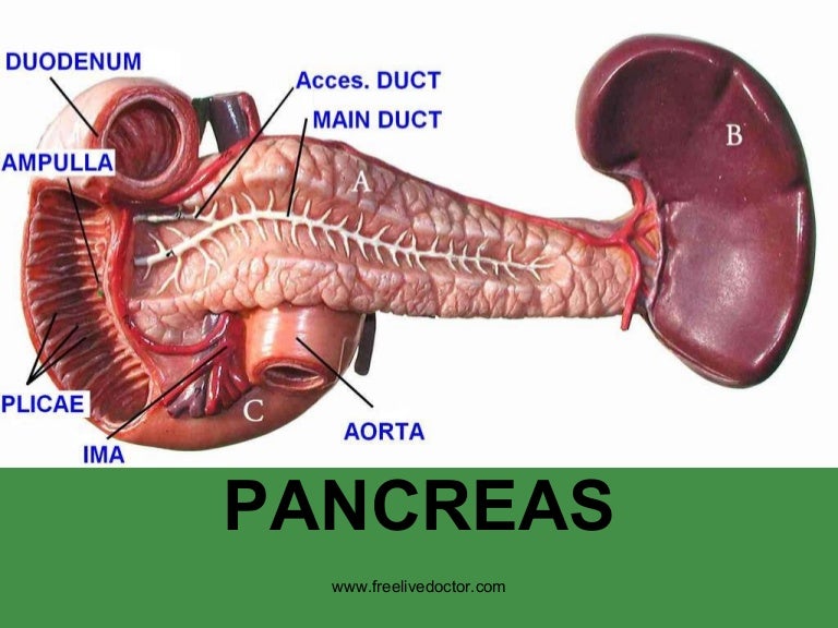 Pancreas pathology