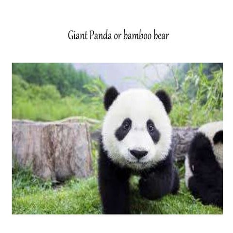 Panda bear | PPTX