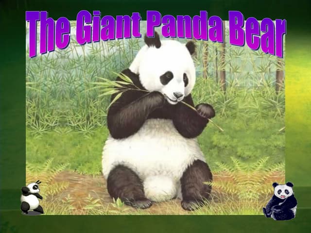 The Panda Bear