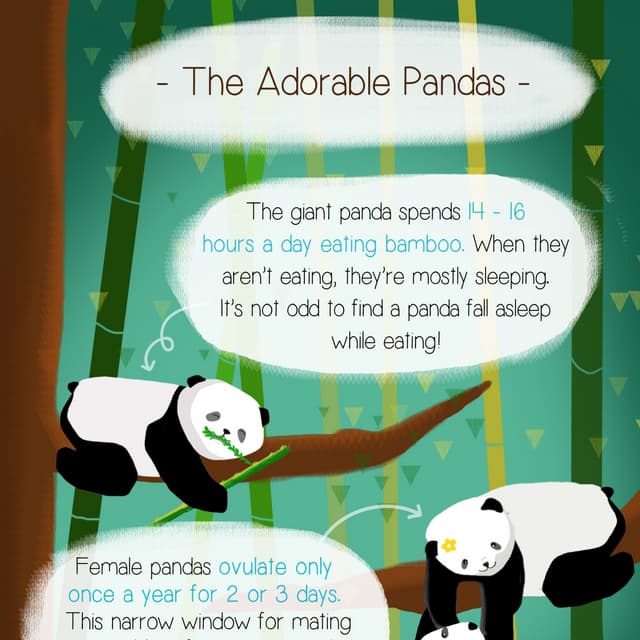 The Adorable Pandas - An Infographic | PDF