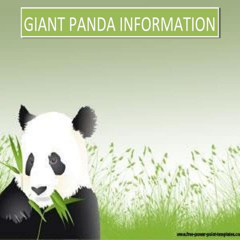 Giant panda | PPTX