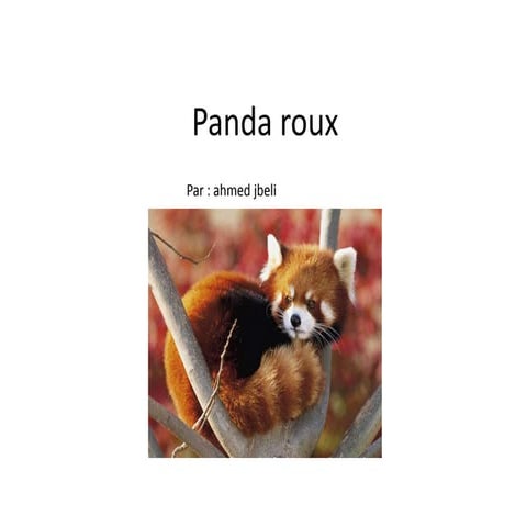 Panda roux | PPT