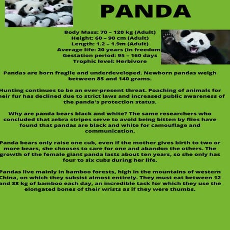 PANDA SAMBRES Y VÍCTOR.pdf