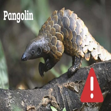 Pangolin
