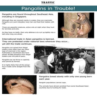 Pangolins In Trouble