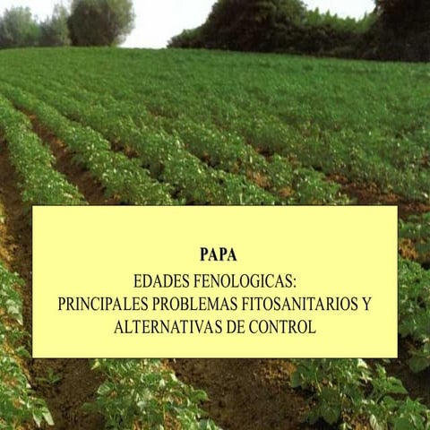 papa edades fenologicas.del cultivo de ppt