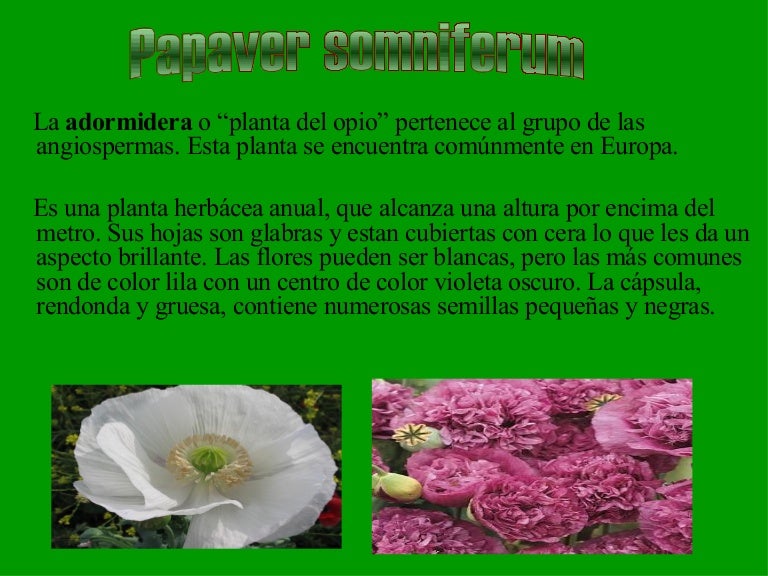 Papaver Somniferum Andres