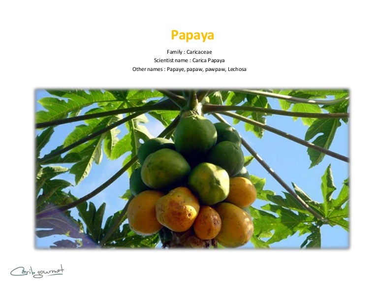 What is Papaya?