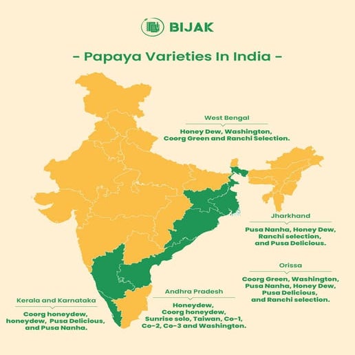 All About Papaya Cultivation Production, Varieties and Export