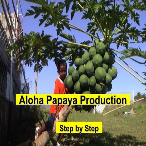 Permaculture Papaya for the Tropics