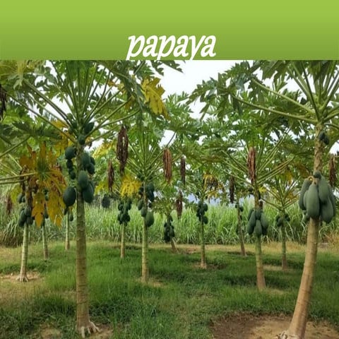 Papaya ppt -by priya priyadarshini