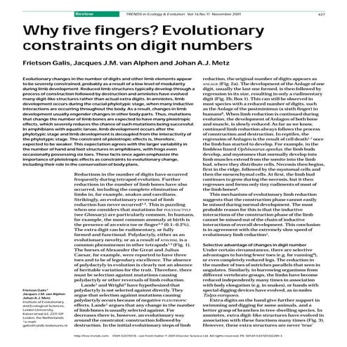 Paper.why five finges. ¿Porque 5 dedos?