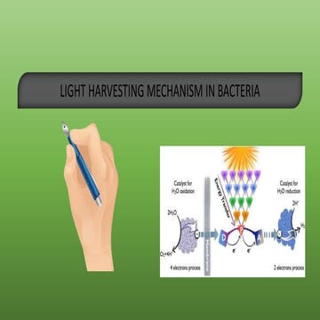 Light harvesting mechanism in bacteria and Regulation of cam through transpor...