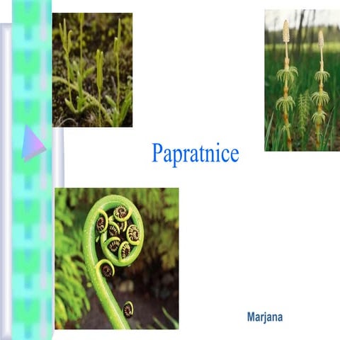 Papratnice | PPT