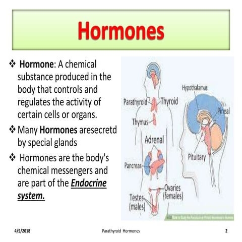 ParaThyroid Hormone Synthesis,Storge Secretion and Transportation