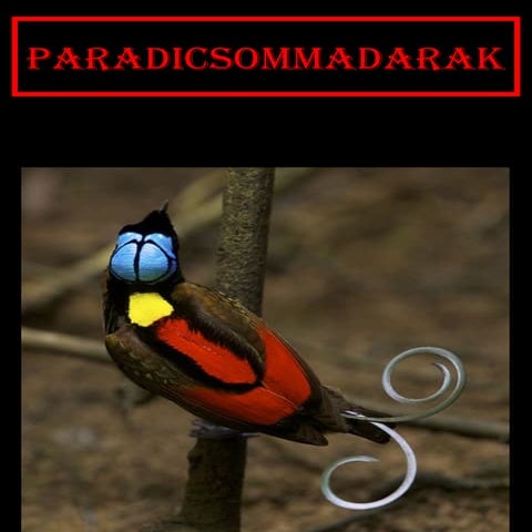Paradicsommadarak t1