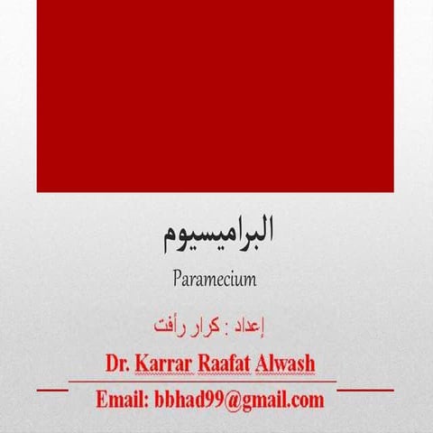 البراميسيوم Paramecium الدكتور كرار رأفت علوش < Dr. karrar raafat alwash