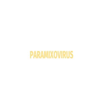 Paramixovirus