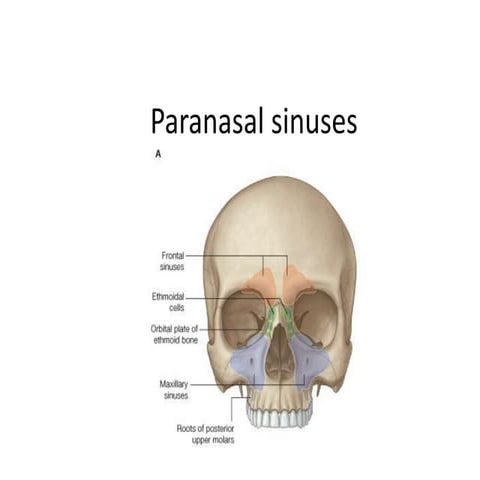 Paranasal sinuses