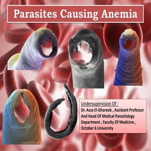 Parasites causing anemia
