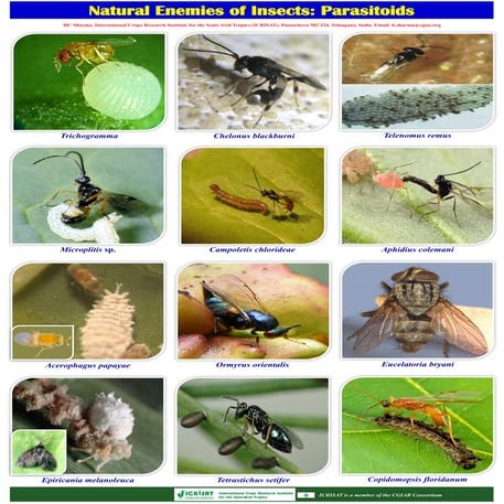 Natural enemies of insects: Parasitoids