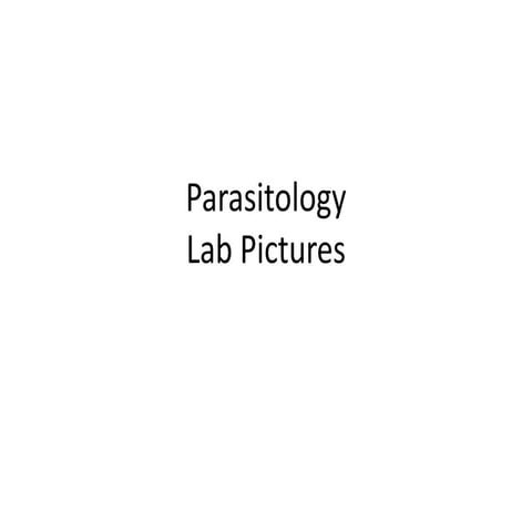 Parasitology lab pictures