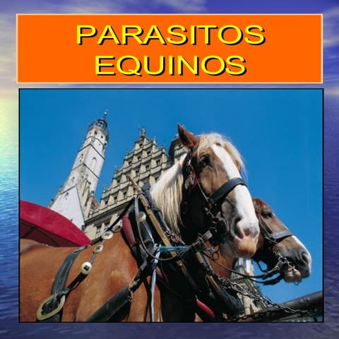Parasitos Equinos