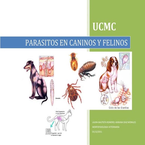 Parásitos en caninos y felinos