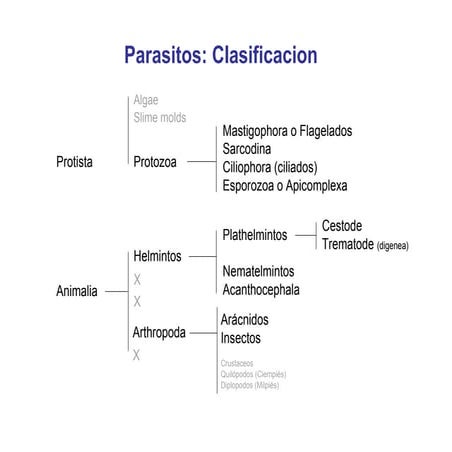 Parasitos protozoos   microbiologia farmacia (1)