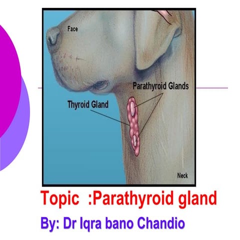 Parathyroid Gland Physiology.pdf