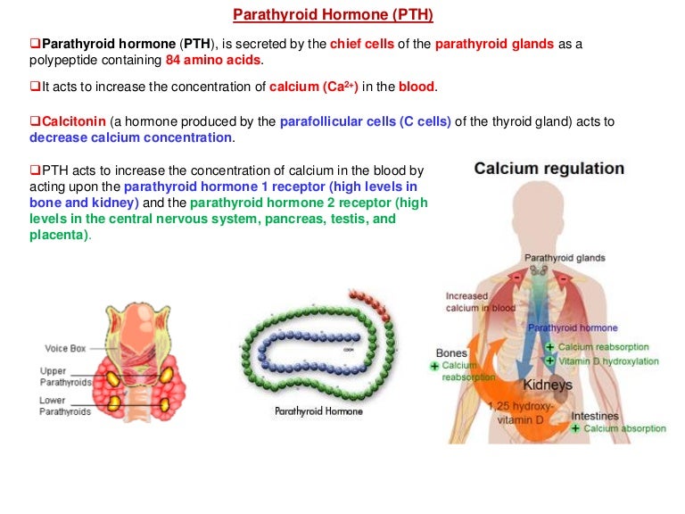 Parathyroid hormone