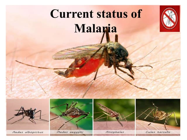 Current Malaria status 