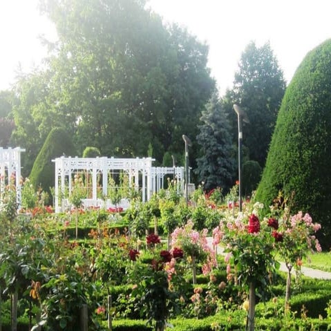 The Rose Garden Timisoara | PPT