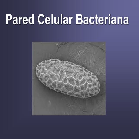 Pared celular bacteriana