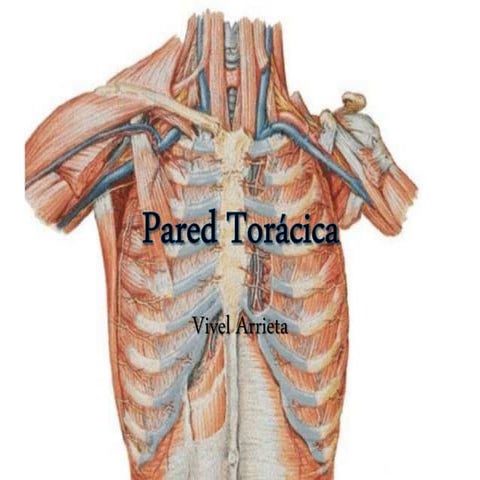 Pared Torácica