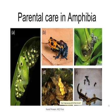 Parental care in amphibia