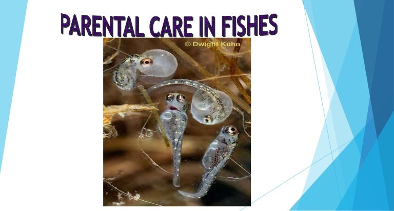 parental care in fishes ppt