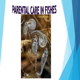 Parental care in fishes, several fishes showing parental care,different types...