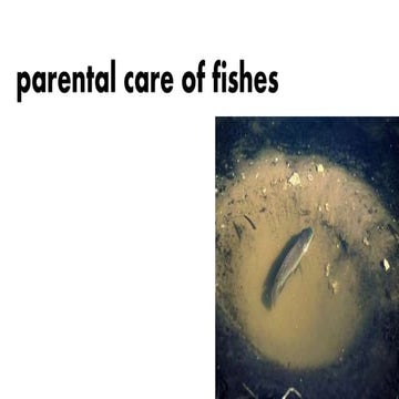 Parental care of fishes
