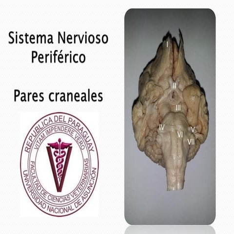 Pares craneales I al VI. FCV - UNA