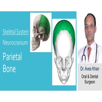 Skeletal System:- Neurocranium - Parietal bone