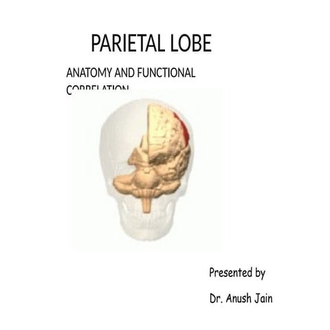 Parietal & occipital lobes | PPTX