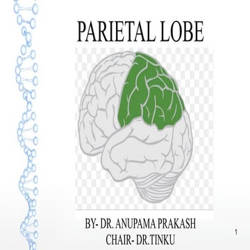 parietal lobe Final-1-1.pptxvgyhggghhuyh